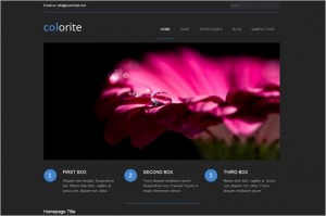 Best Free WordPress Themes - Colorite